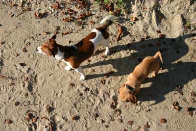 Hund Hundefleisch 
